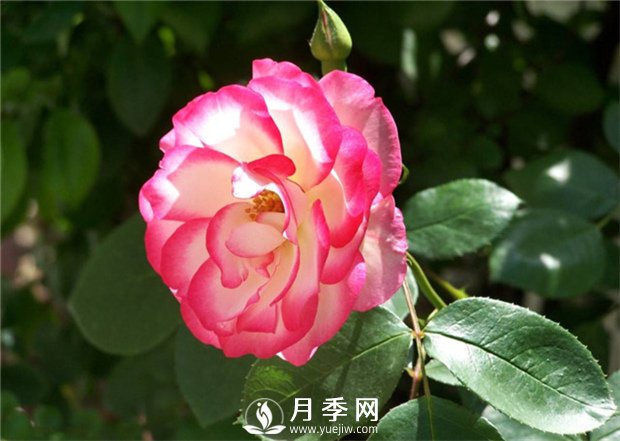 盆栽的月季花，什么情況下需要重剪？(圖1)