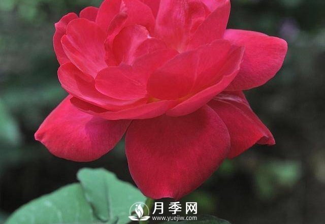 自己動(dòng)手學(xué)月季花剪枝，一步一步修，新手也能做得好(圖3)