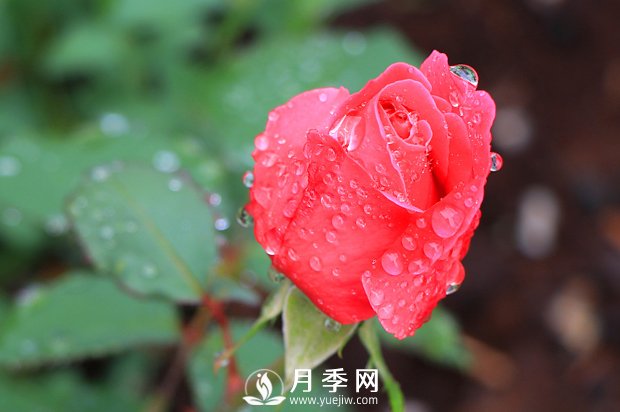 月季是比較喜肥的，充足養(yǎng)分才能促進月季生長(圖1)