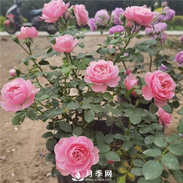 如何讓花開不斷？澆水修剪不可少，綜合化管理(圖1)