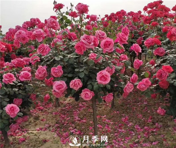 月季一般用什么樣的花盆種植比較好？(圖1)