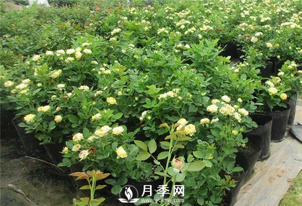 盆栽月季澆水是個(gè)學(xué)問(wèn)，你不來(lái)學(xué)學(xué)(圖1)