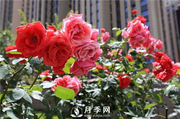 冬季月季花可以施肥嗎？(圖1)