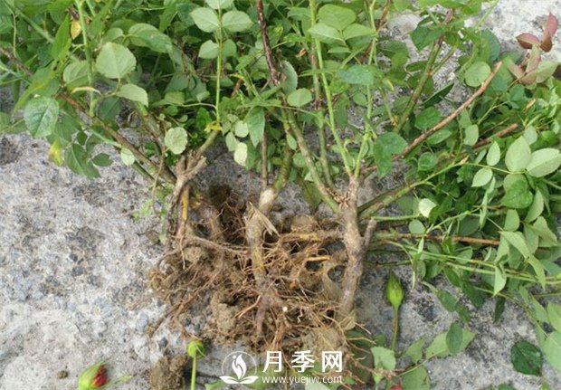 南陽月季苗特點(diǎn)、種類、用途(圖1)