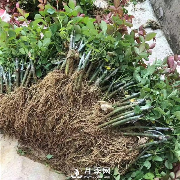 南陽月季苗特點(diǎn)、種類、用途(圖3)