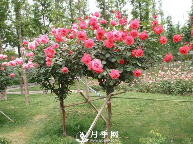 干貨！史上全面苗木嫁接方法總結(jié)(圖1)