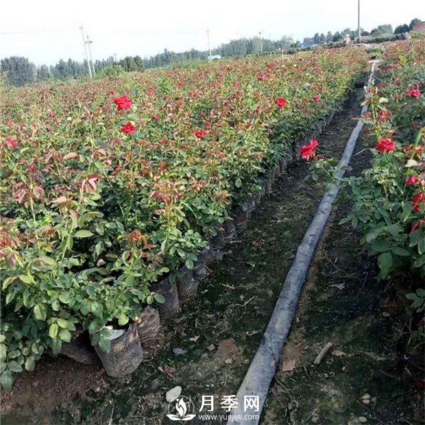 說到月季的配土？你有什么好辦法(圖1)