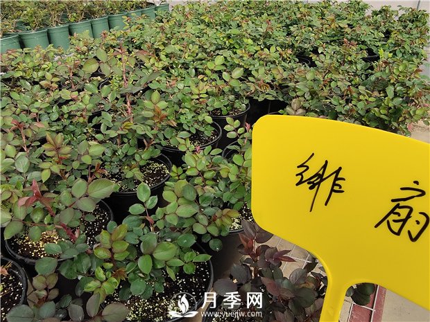 初春花卉“施肥”時(shí)機(jī)正好，要注意幾點(diǎn)(圖1)