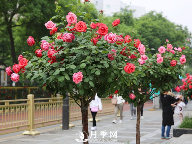 特別流行的“樹狀月季”，它真的開花那么多？真的那么好養(yǎng)？(圖1)