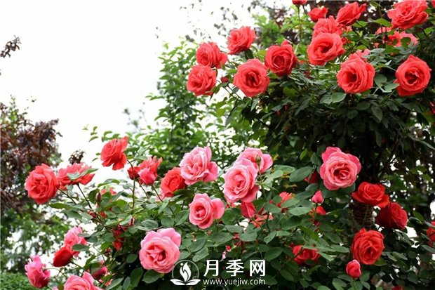 花卉的品種不同，對肥料的要求也不同(圖1)