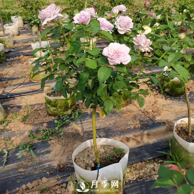 如何種植月季花苗的方法，有需要的朋友千萬不可錯(cuò)過哦(圖1)