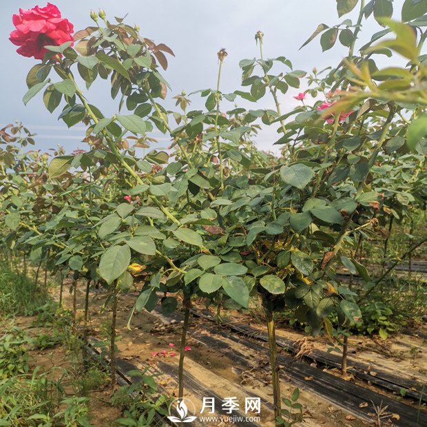 遇到月季盲芽 你咋處理？(圖1)