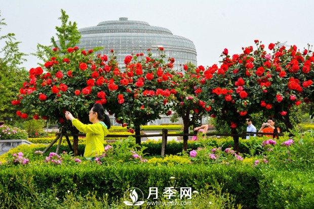 月季花苞到開(kāi)花要多久？你知道什么因素決定的嗎(圖1)