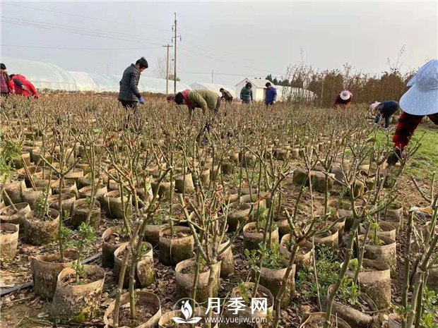 養(yǎng)護(hù)苗木 立秋過(guò)后 你要這樣做(圖1)