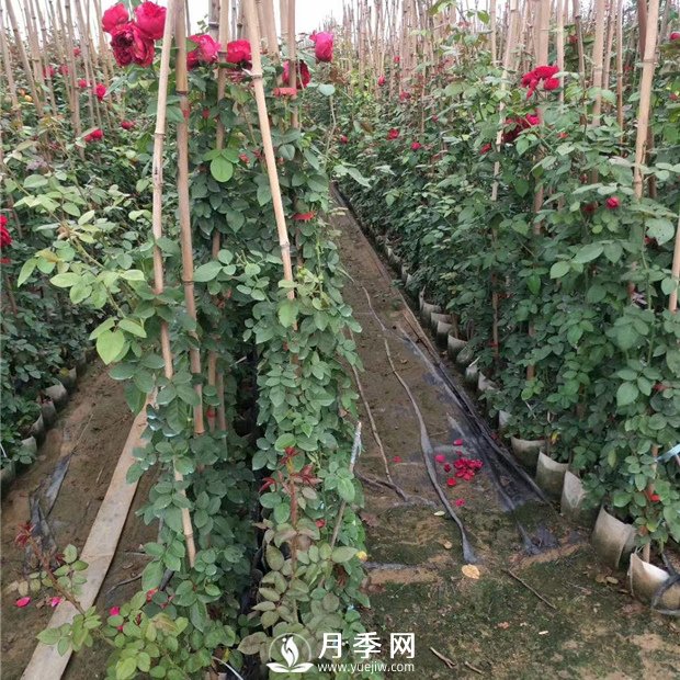 竹竿養(yǎng)月季，而且是藤本月季專用，里看看(圖1)