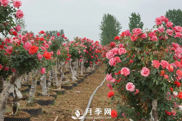 冬季休眠的月季為什么要重剪？(圖1)