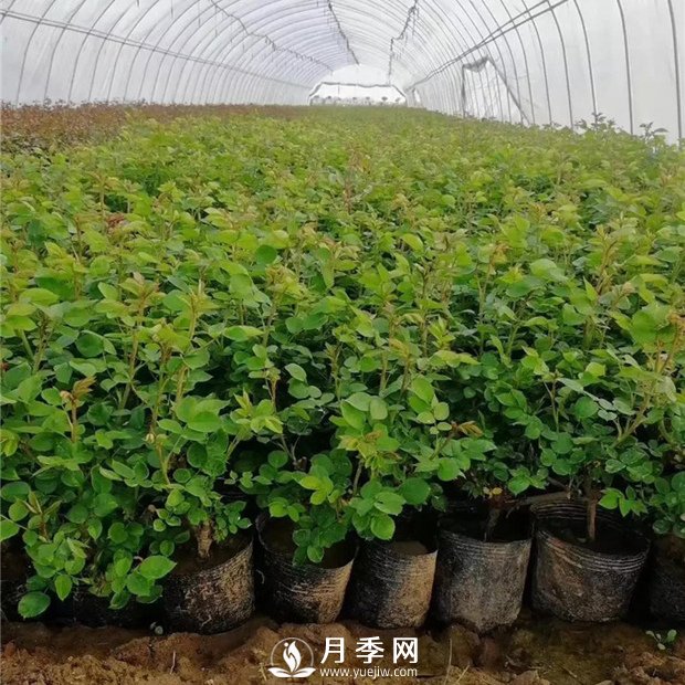 為什么說(shuō)讓月季小苗開(kāi)花不好？(圖1)