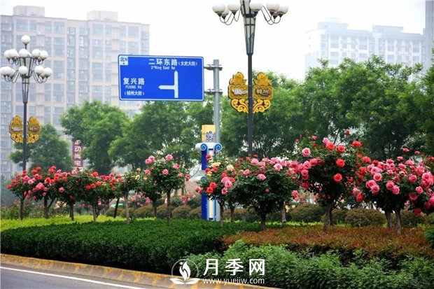 做個好苗木人，你不該犯的錯(圖1)