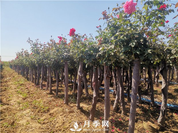 9月份可以種月季花嗎？(圖1)