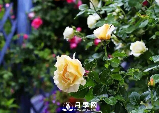 月季什么時(shí)候進(jìn)行冬剪？你知道嗎(圖1)