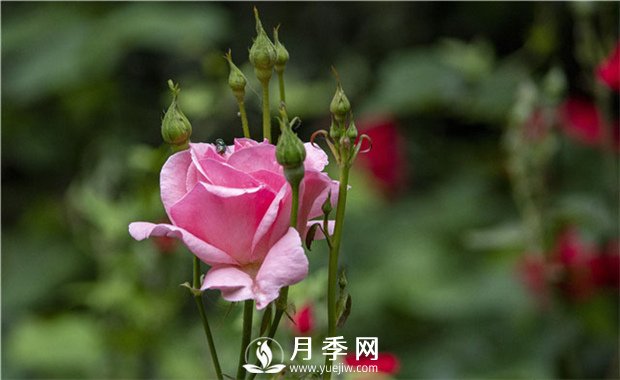 花卉安全過冬的秘訣，給花卉喂點這些藥片就好了(圖1)