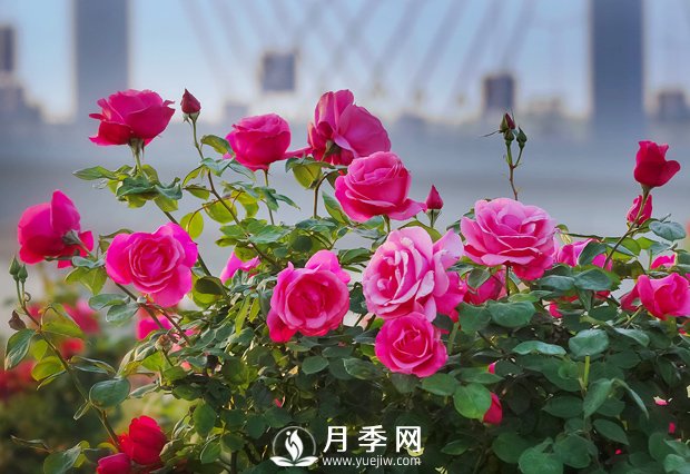 月季，竟有這般豐富的綠化應(yīng)用造景(圖1)