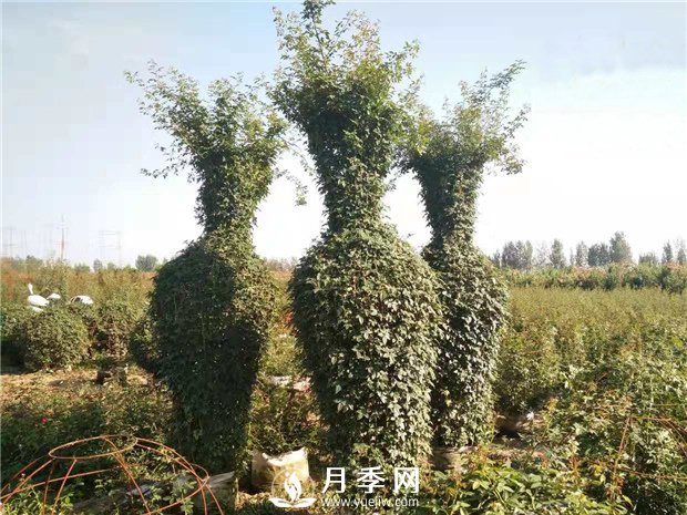 春天來(lái)了，采購(gòu)造型月季花球的好時(shí)機(jī)(圖2)