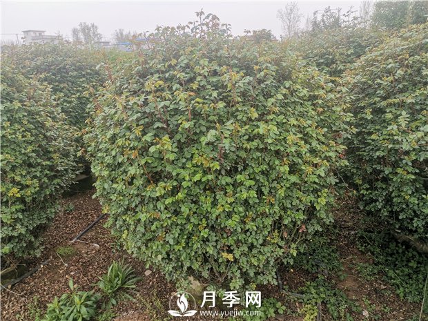 春天來(lái)了，采購(gòu)造型月季花球的好時(shí)機(jī)(圖3)