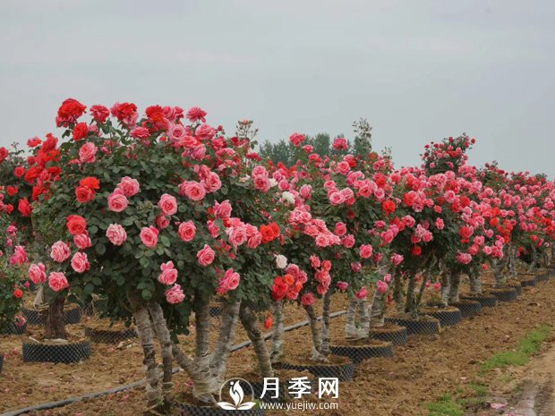 一般月季是在幾月開花？月月紅咋來的？(圖1)