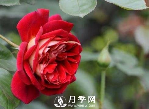三伏天 原來(lái)月季也會(huì)中暑 教你這樣做輕松養(yǎng)好月季(圖1)