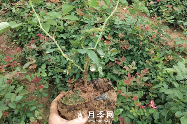 這些盆栽月季花苗都搶瘋了 買營(yíng)養(yǎng)缽月季要快(圖1)