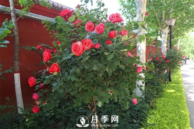 夏天來了 苗木養(yǎng)護(hù)怎么能少！(圖1)