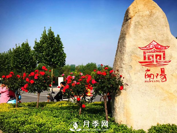 八成市場(chǎng)盡歸南陽月季 說說南陽月季有多牛(圖1)