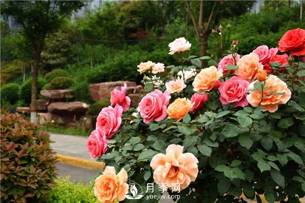 月季花怎么栽培和養(yǎng)護(hù)？全面的養(yǎng)殖方法交給你(圖2)