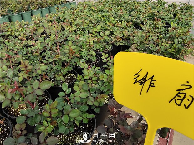 月季花怎么栽培和養(yǎng)護(hù)？全面的養(yǎng)殖方法交給你(圖3)