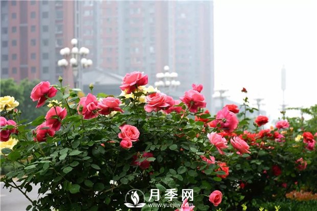 樹狀月季、豐花一、地被月季：園路景觀“多變手”(圖1)