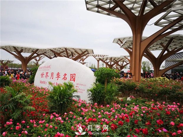 你知道南陽(yáng)為啥被稱(chēng)為世界月季名城嗎？(圖2)