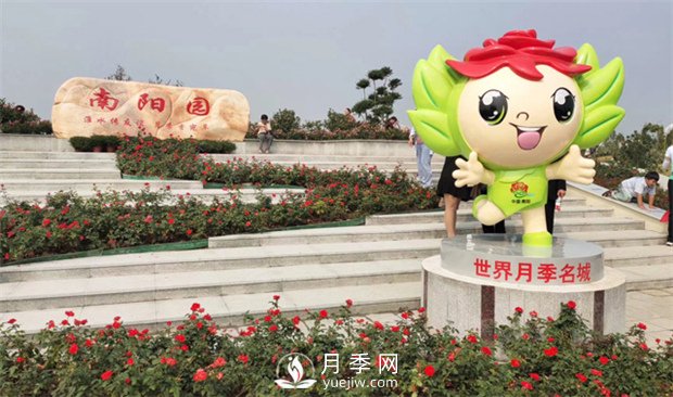 你知道南陽(yáng)為啥被稱(chēng)為世界月季名城嗎？(圖3)