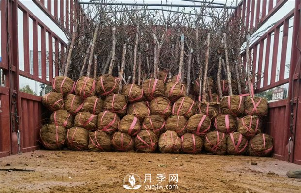 月季裸根苗，小高桿月季和3公分月季樹(shù)發(fā)往陜西(圖3)