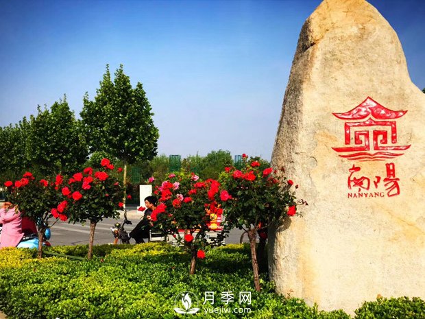 香飄神州，南陽月季努力實現(xiàn)月季產(chǎn)業(yè)轉(zhuǎn)型升級(圖1)