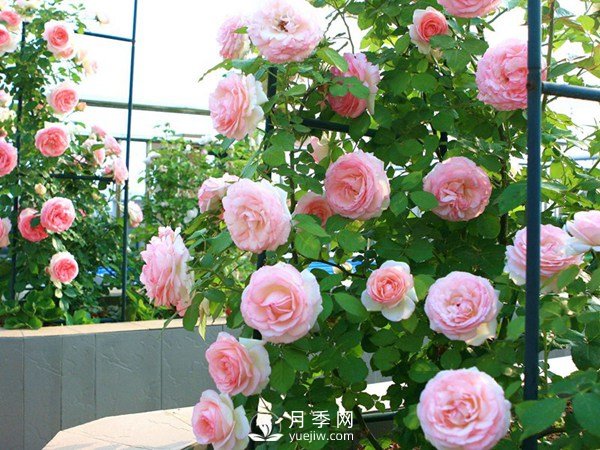 2021年6款超級受歡迎的藤本月季品種，美爆了(圖2)
