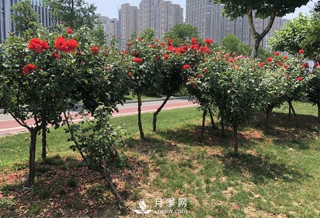 樹狀月季花黑斑病的防治方法有哪些？(圖1)