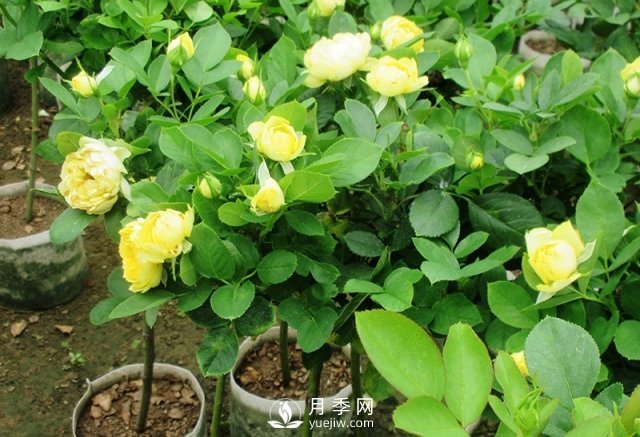 棒棒糖月季月季樹，為什么每一兩年要翻盆換土？(圖1)