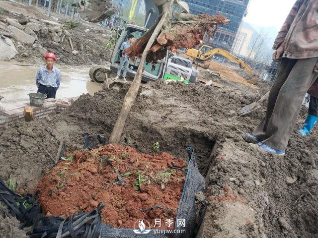 大樹(shù)土球破損散球移栽后，掌握幾個(gè)訣竅快速提高復(fù)壯能力(圖2)