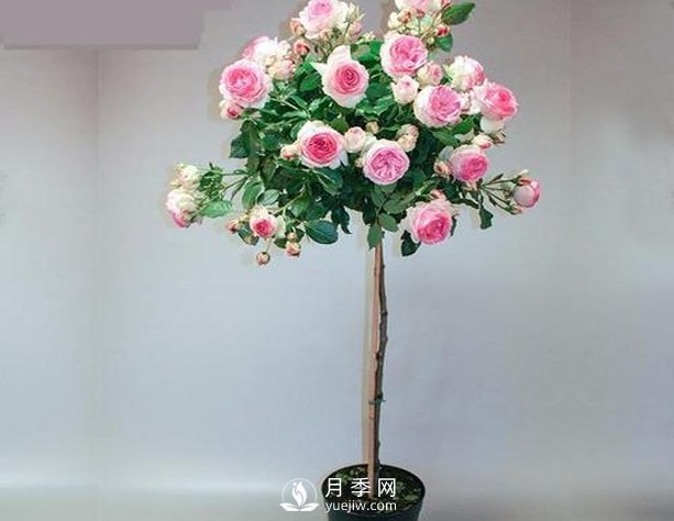 安徽樹狀月季種植施肥有哪些技術(shù)要點呢？(圖1)
