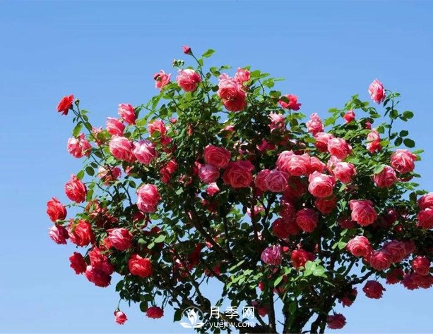 漯河庭院樹狀月季，不能隨意亂修剪(圖1)