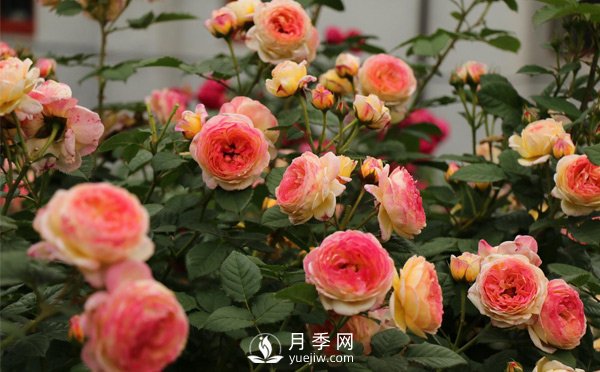 網(wǎng)購的藤本月季容易死，能搶救還是要搶救一下的(圖1)