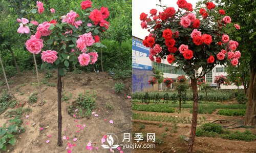 月季花遇到病害包含的病況？如何解決呢(圖1)