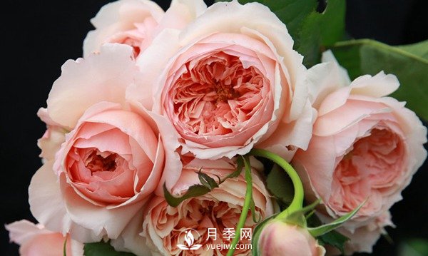 盆栽藤本月季怎么施肥，以下技巧來學習吧(圖1)