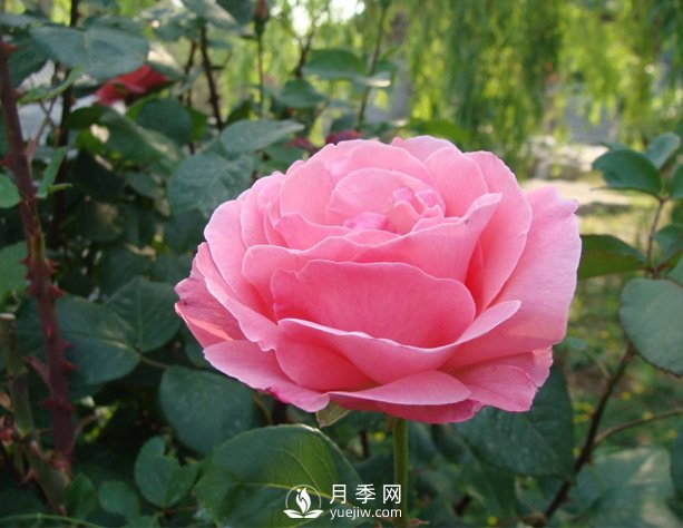 月季有時出現(xiàn)盲芽？怎樣做會促進開花呢(圖1)